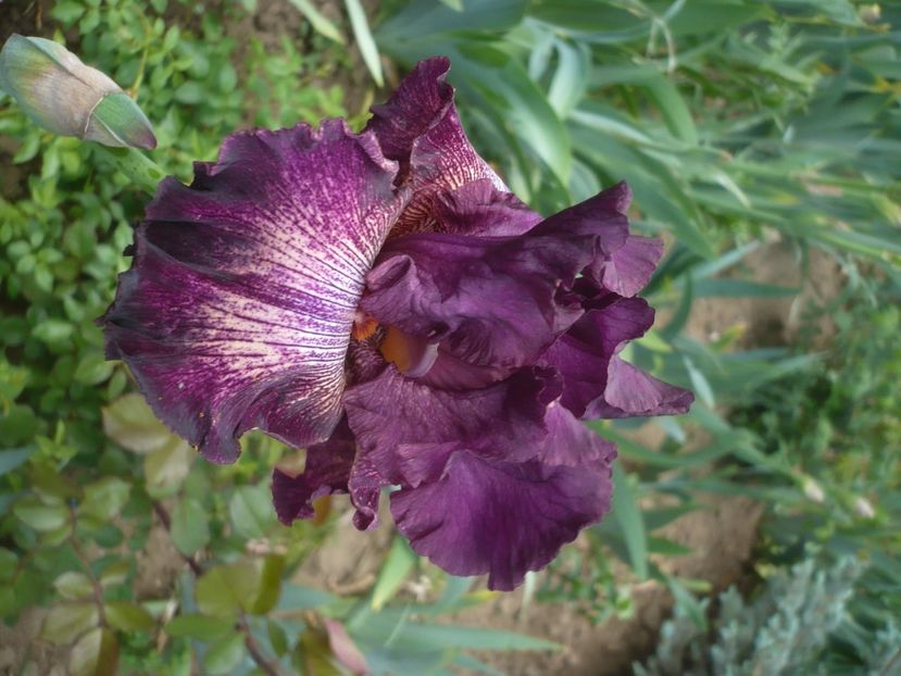 P1430860 - GRADINA 2020