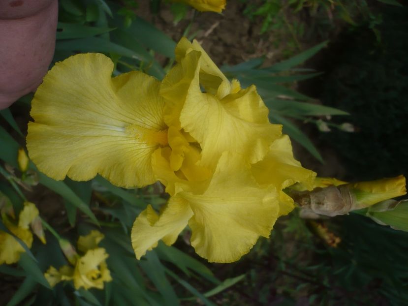 P1430862 - GRADINA 2020