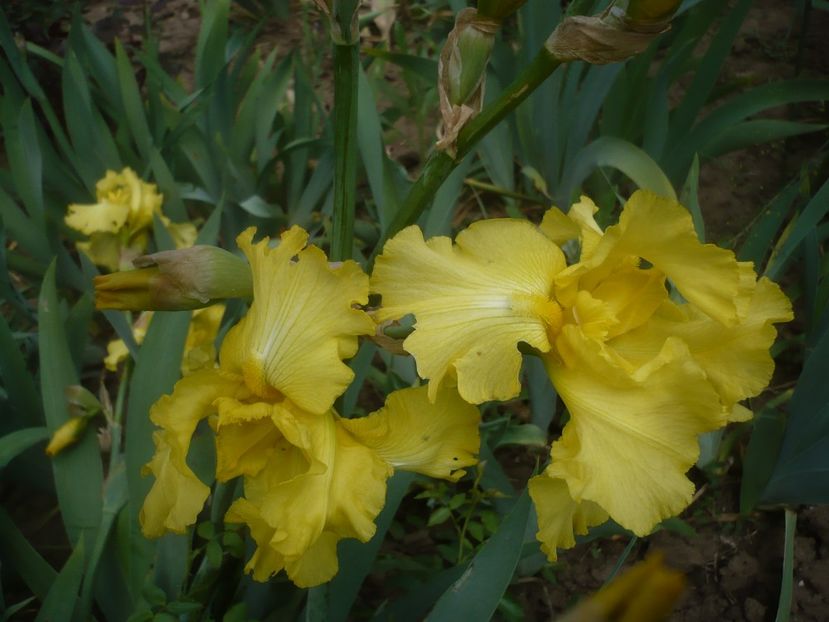 P1430863 - GRADINA 2020