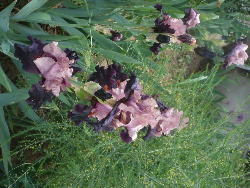 P1430866 - GRADINA 2020