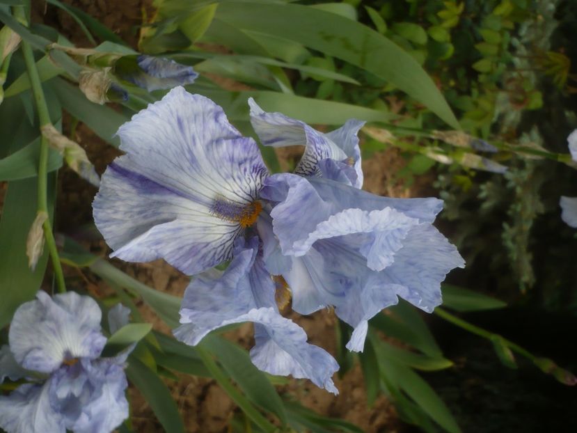 P1430870 - GRADINA 2020