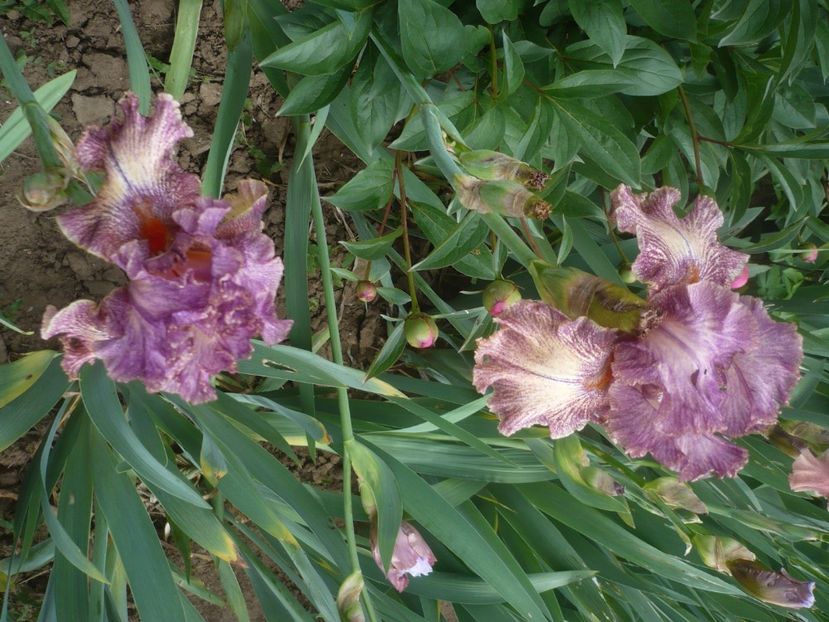 P1430873 - GRADINA 2020