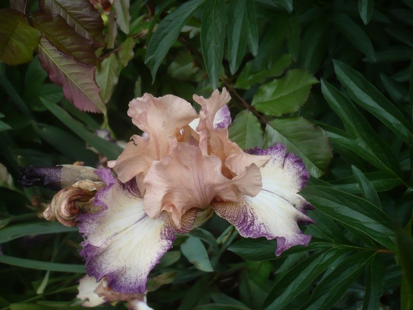 P1430876 - GRADINA 2020