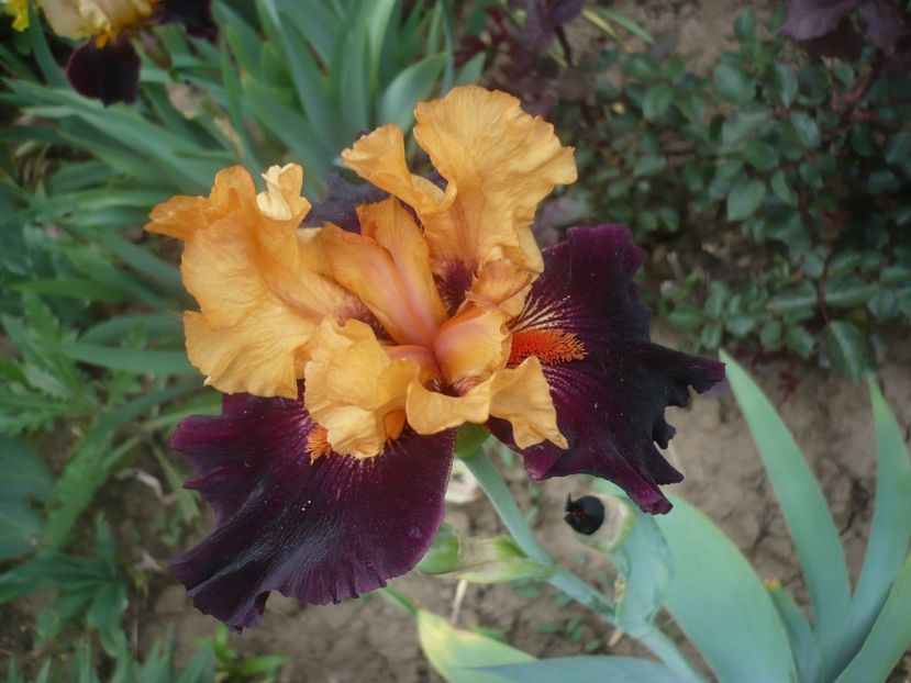 P1430881 - GRADINA 2020