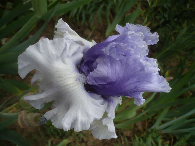 P1430882 - GRADINA 2020