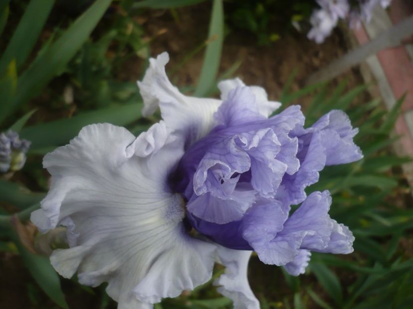 P1430883 - GRADINA 2020