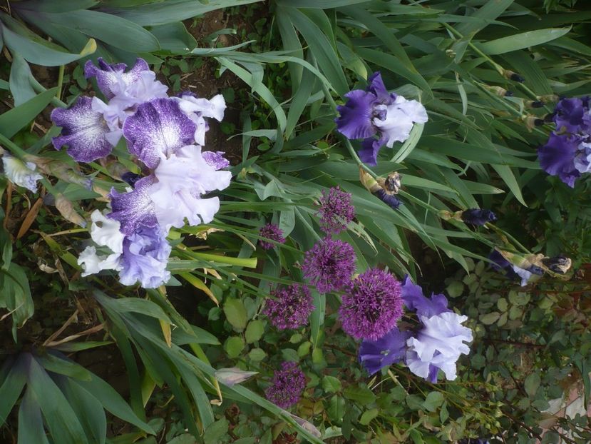 P1430885 - GRADINA 2020