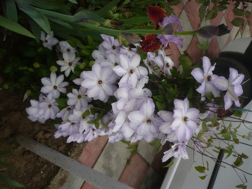 P1430886 - GRADINA 2020