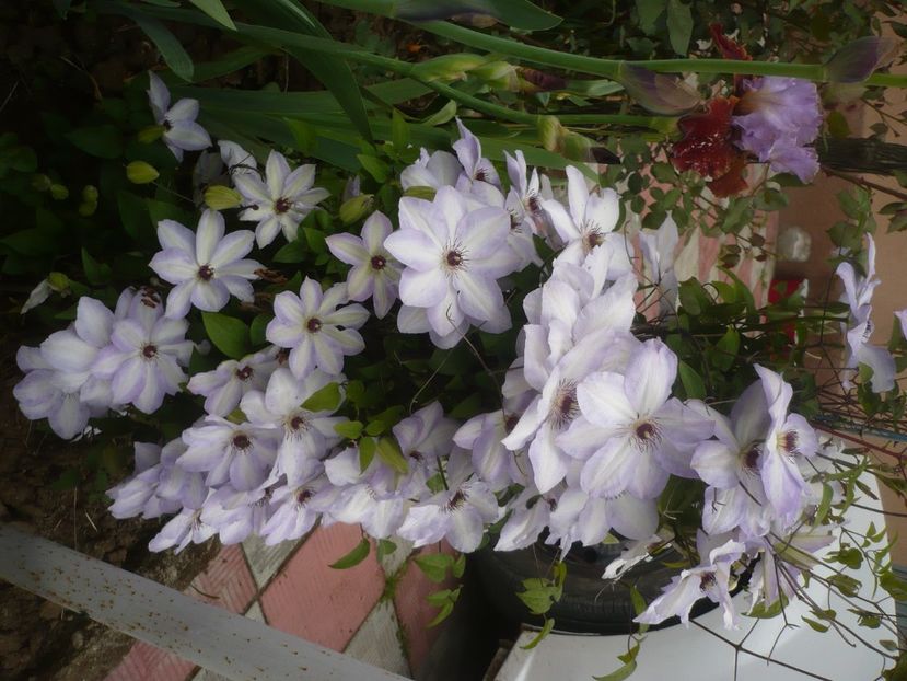 P1430887 - GRADINA 2020