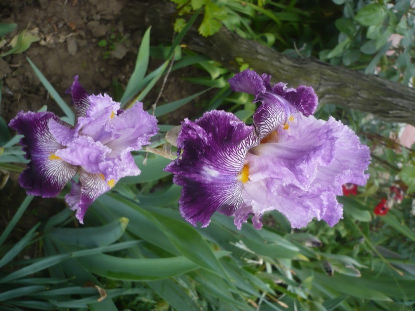 P1430888 - GRADINA 2020