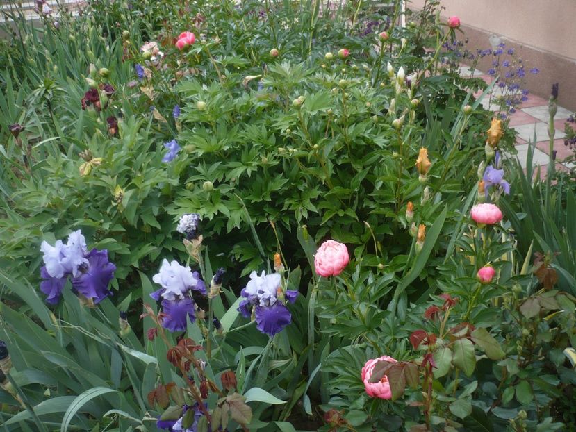 P1430892 - GRADINA 2020