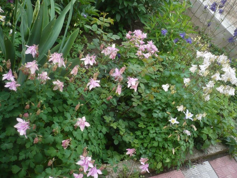 P1430893 - GRADINA 2020