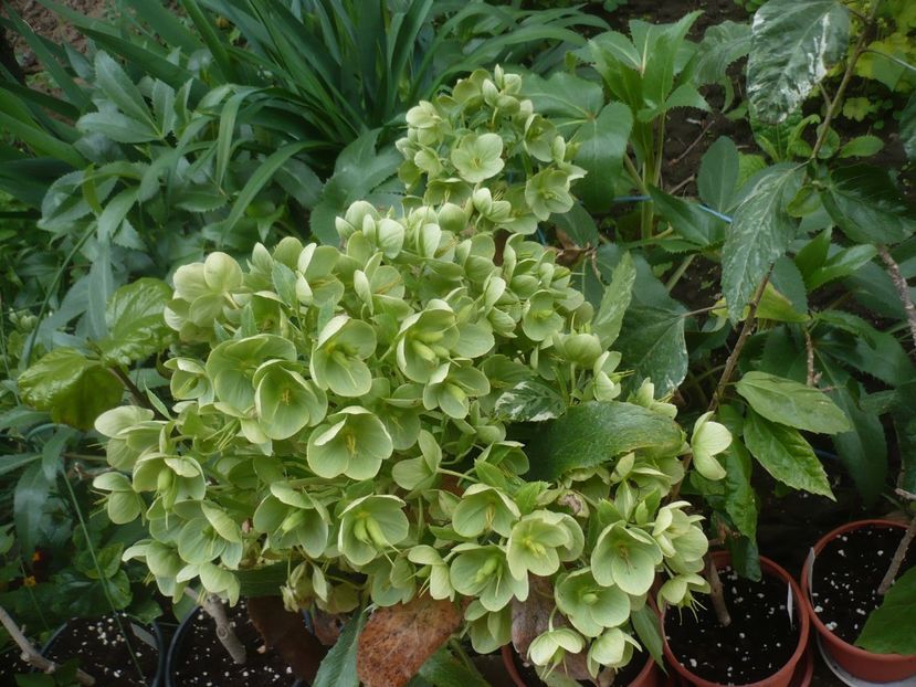 P1430894 - GRADINA 2020