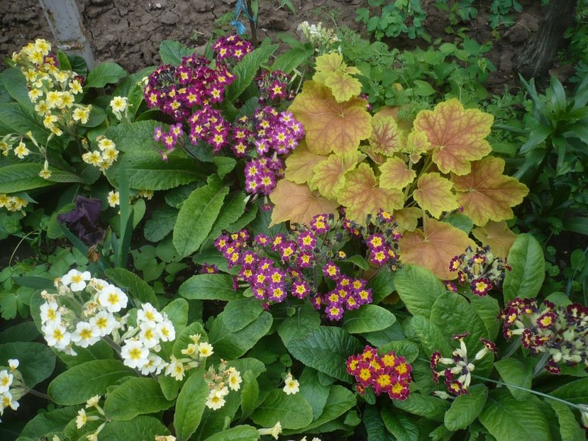 P1430895 - GRADINA 2020