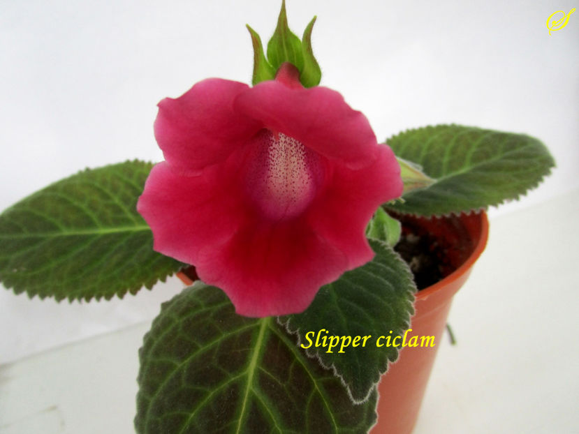 Slipper ciclam(8-05-2020) - Gloxinii 2020