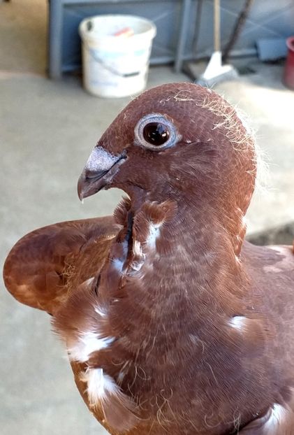  - CRAVATAȚI ROMÂNEȘTI