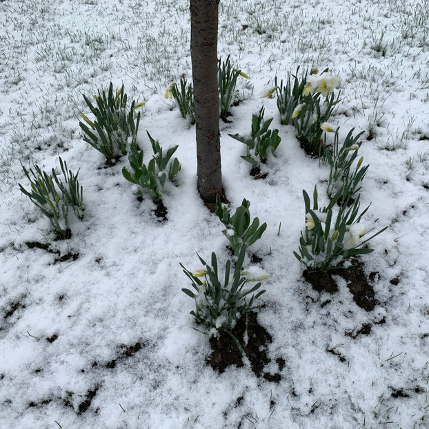  - Jurnalul gradinii 2020