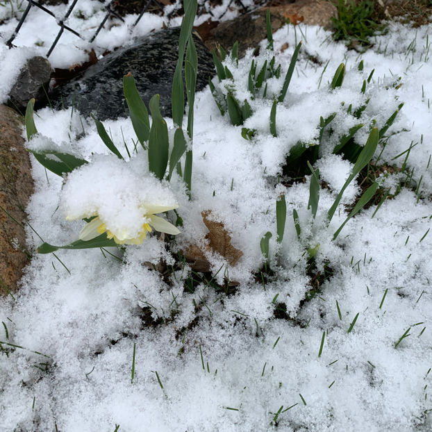  - Jurnalul gradinii 2020