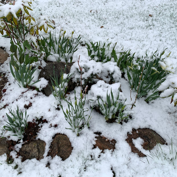  - Jurnalul gradinii 2020