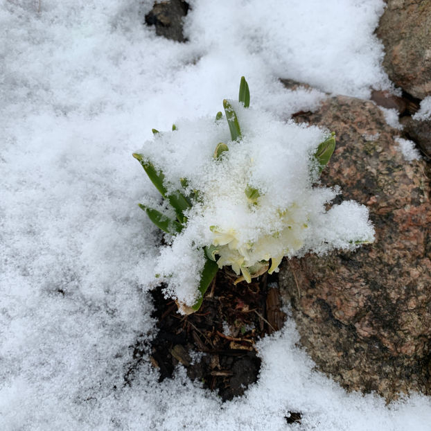  - Jurnalul gradinii 2020