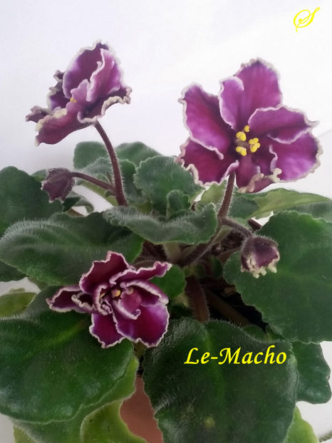 Le-Macho(8-05-2020) - Violete 2020