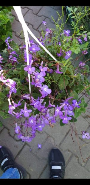  - A streptocarpus Saxorum - Streptocarpella