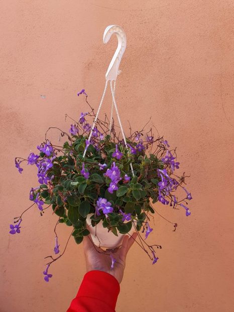  - A streptocarpus Saxorum - Streptocarpella