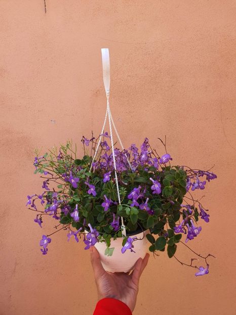  - A streptocarpus Saxorum - Streptocarpella