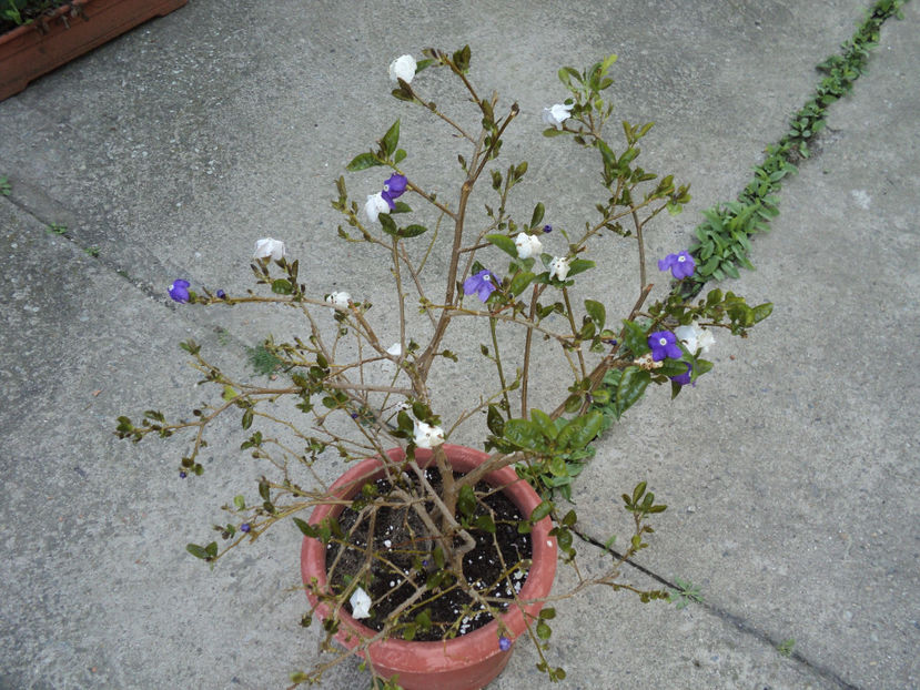 8 mai 2020 - Brunfelsia pauciflora - Ieri-azi-maine