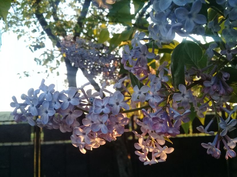  - Syringa vulgaris
