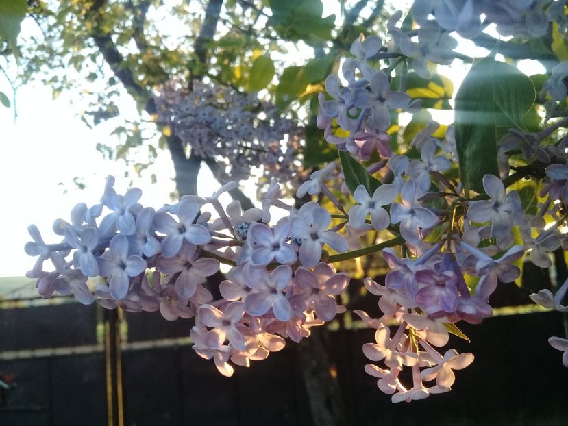  - Syringa vulgaris