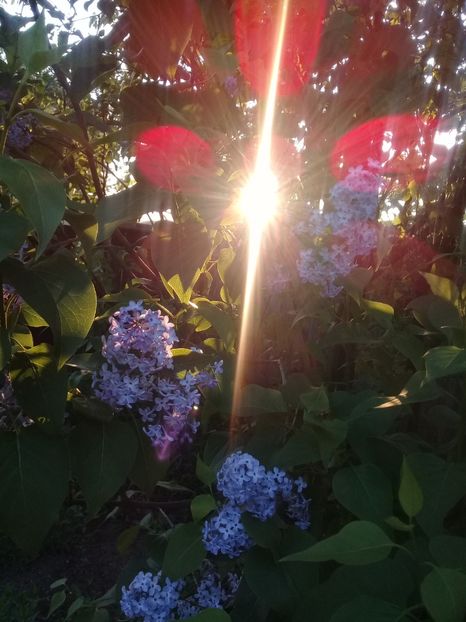  - Syringa vulgaris