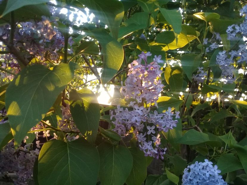  - Syringa vulgaris