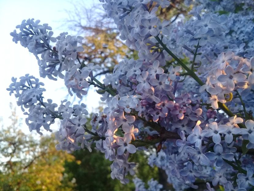  - Syringa vulgaris