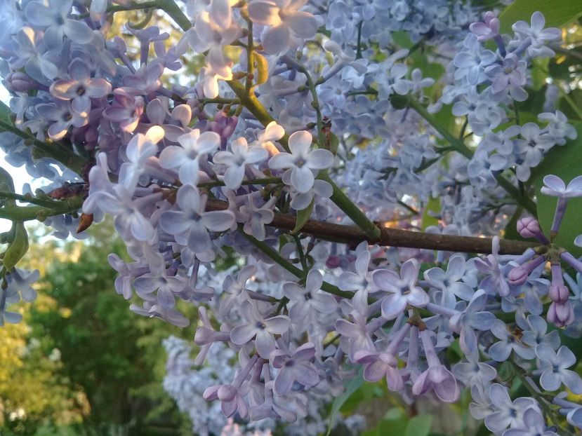  - Syringa vulgaris