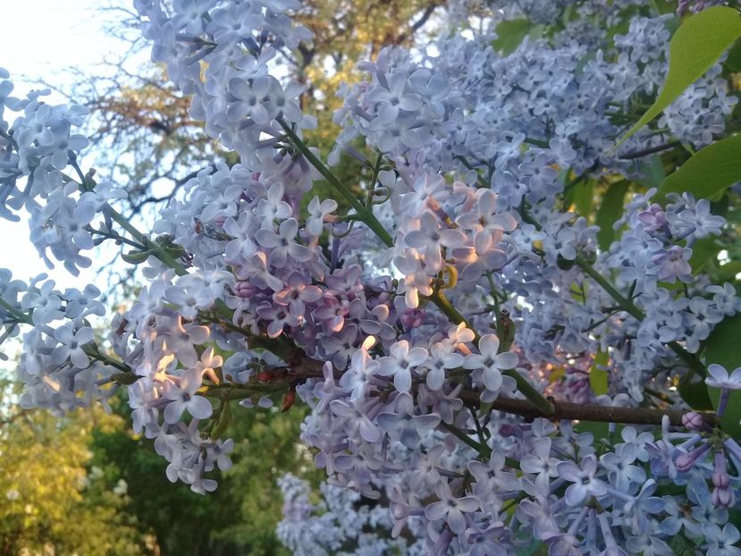  - Syringa vulgaris