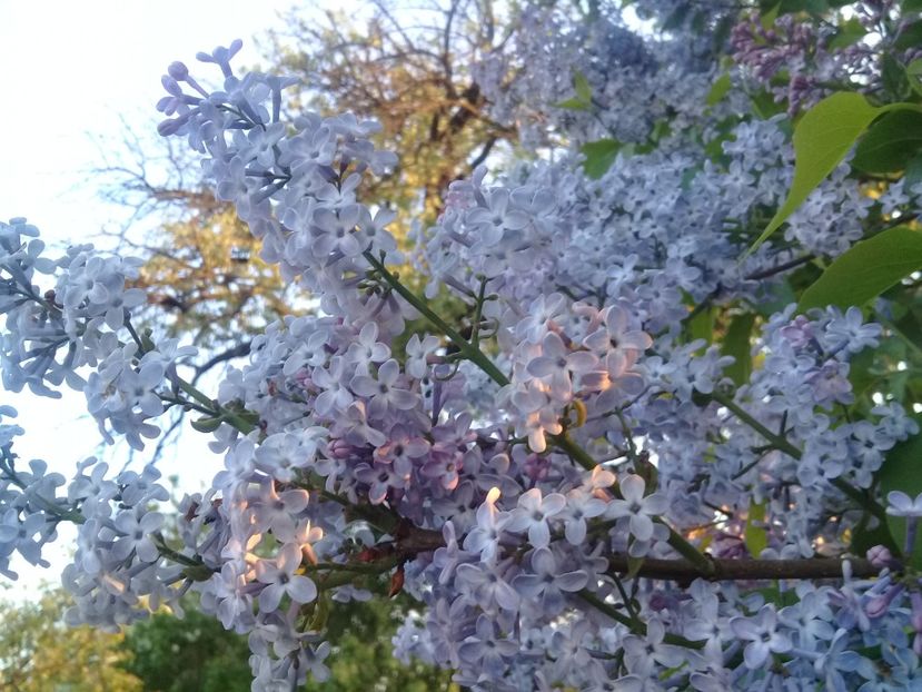  - Syringa vulgaris