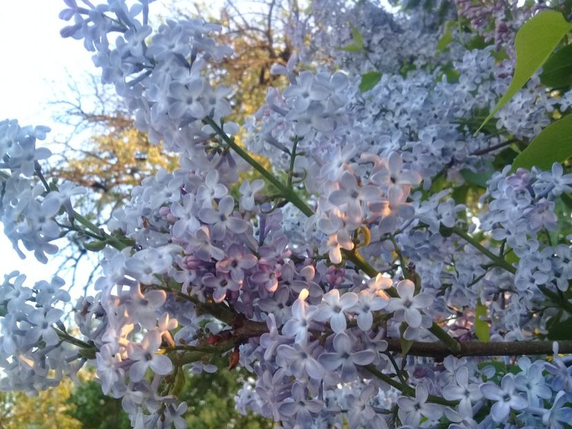  - Syringa vulgaris