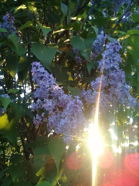  - Syringa vulgaris