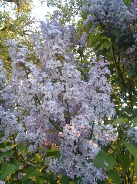  - Syringa vulgaris