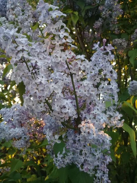  - Syringa vulgaris