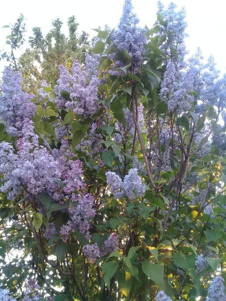  - Syringa vulgaris