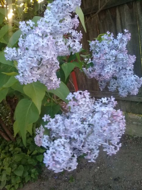  - Syringa vulgaris
