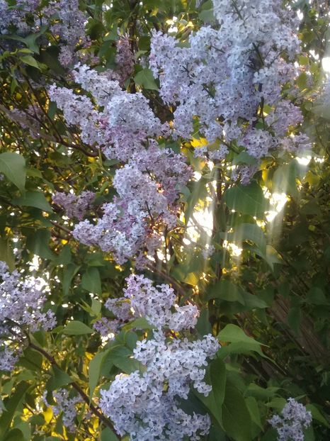  - Syringa vulgaris