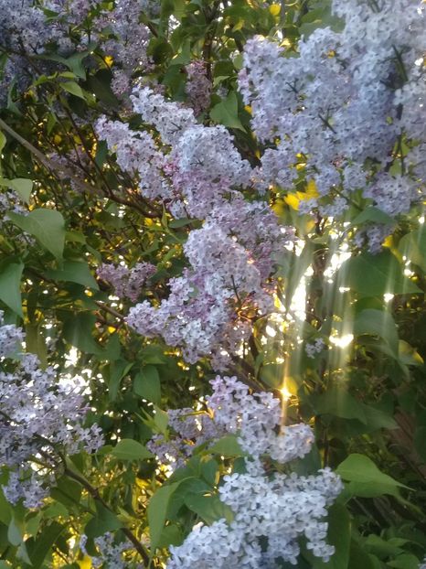  - Syringa vulgaris