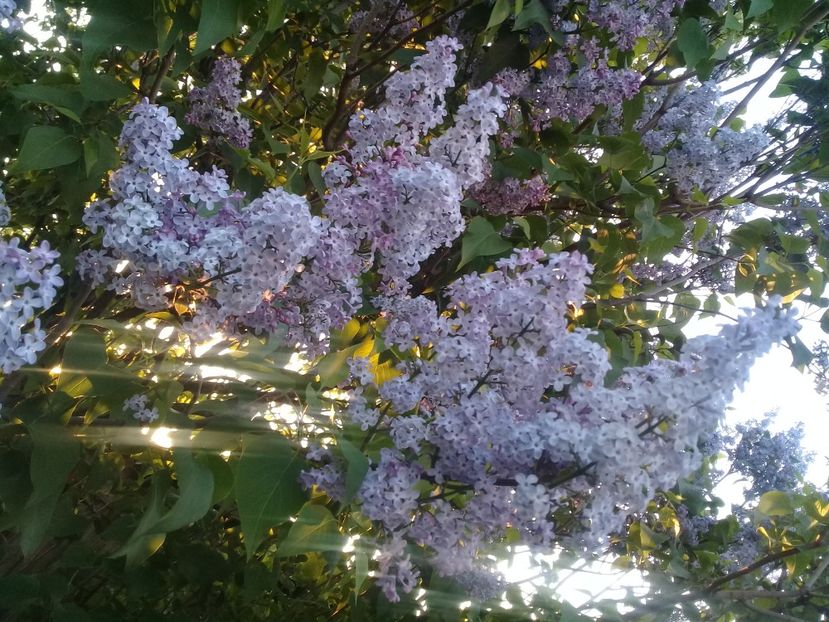  - Syringa vulgaris