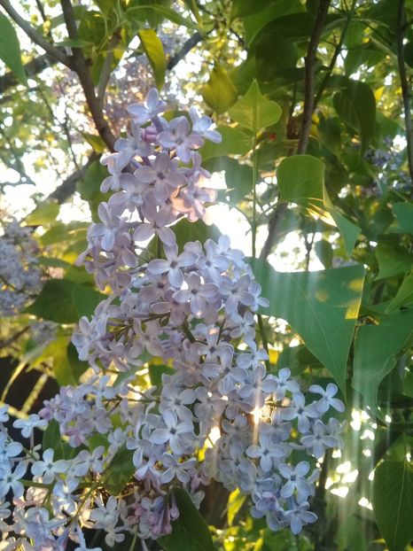  - Syringa vulgaris