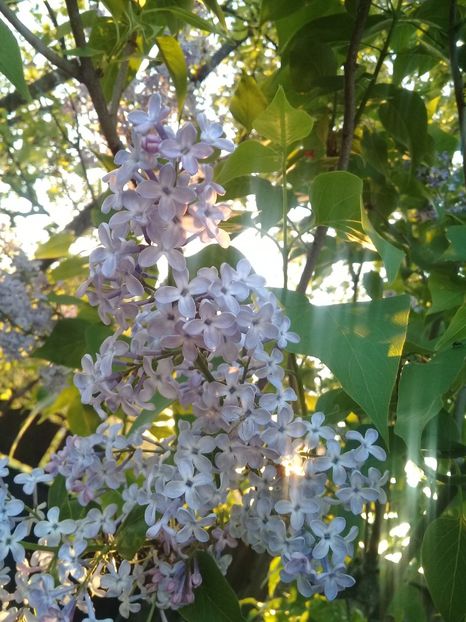  - Syringa vulgaris