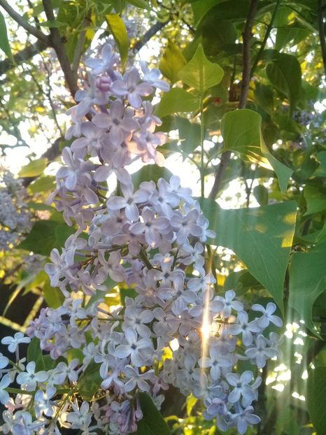  - Syringa vulgaris