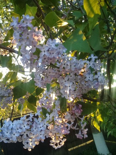  - Syringa vulgaris